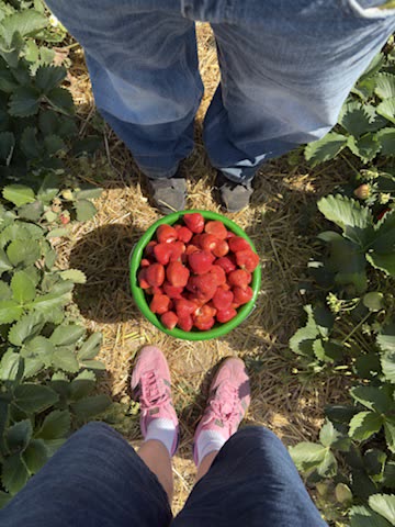 2025-05-22 Erdbeeren pflücken
